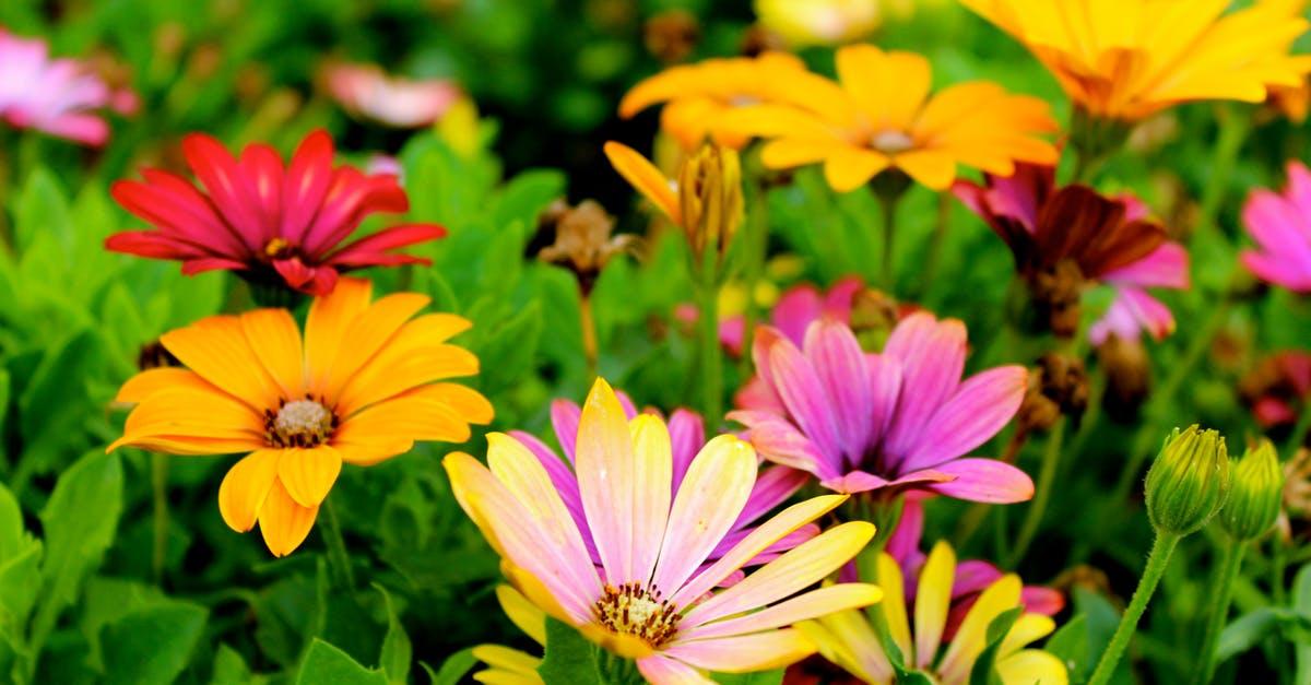 Planter og blomster til din have